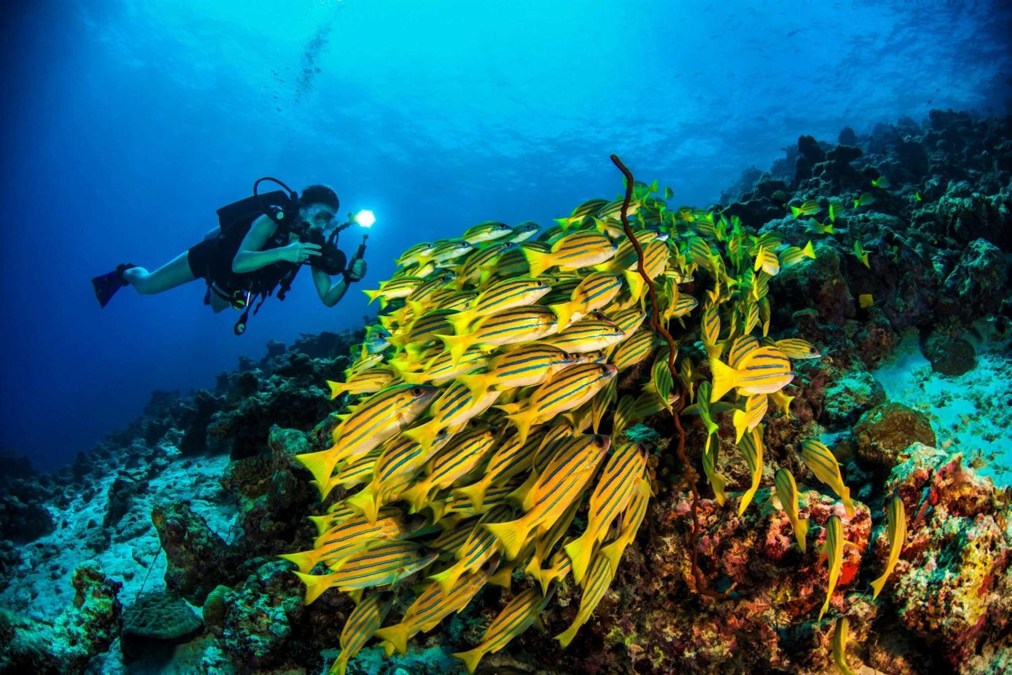 Dusit Thani Maldives - 50 Percent Discount On Transfers For Stays Until 20 Dec 2025 Amilla Fushi Exterior photo