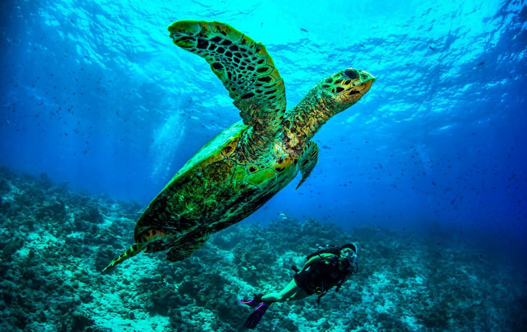Dusit Thani Maldives - 50 Percent Discount On Transfers For Stays Until 20 Dec 2025 Amilla Fushi Exterior photo
